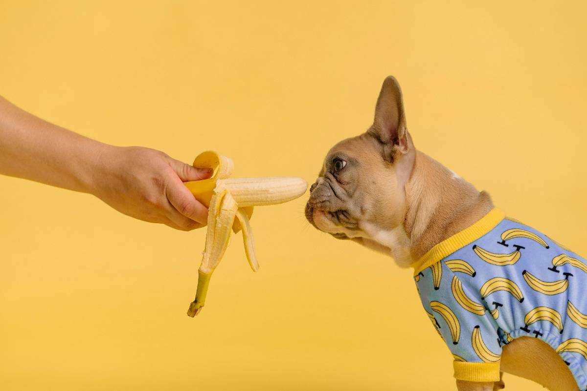 Yellow Banana cover